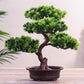 Artificial Bonsai Pine Tree | Decorative Potted Ornament